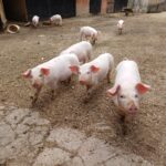 Bosnien 11 2025 (72)